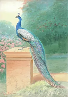 Rankin: Peacock (male)