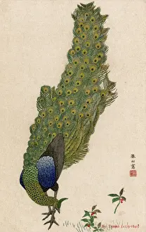 Mori: A Peacock by Mori Tessan