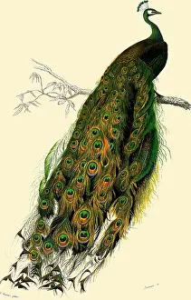 Peacocks: Peacock (Pavo cristatus)