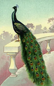 Perches: Peacock on the Railing