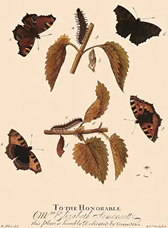 Albin: Peacock and Tortioseshell Butterflies