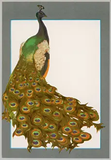 Trailing: PEACOCK TRAILING