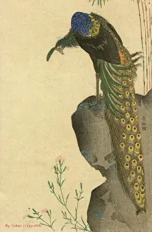 Trailing: PEACOCK TRAILING