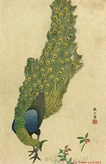 Trailing: PEACOCK TRAILING