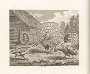 John Wootton: The Peacock, the Turkey and the Goose