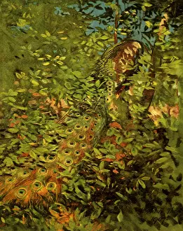 Thayer: Peacock in the Woods