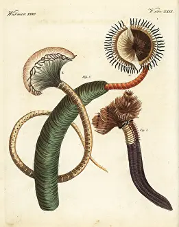 Duster: Peacock worm, Sabella pavonina, and feather