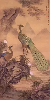 Peacocks: Peacocks