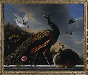 Melchior: Peacocks, male and female