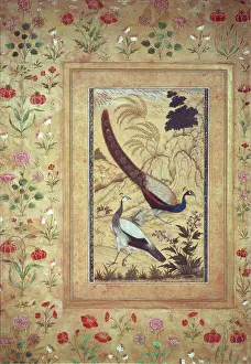 Mughal: Peacocks ' a pair of peacocks