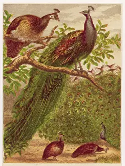 Pavo: PEACOCKS AND PEAHENS