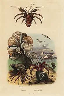 Casse: Peacock's tail algae and hermit crabs