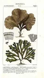 Verico: Peacock's tail, Padina pavonica 1, and Dictyota dichotoma 2
