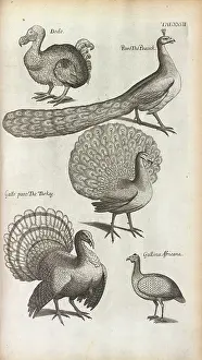 Dodo: Peacocks, Turkeys and a Dodo