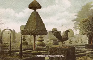 Topiary: Peacok Topiary - Levens Hall Gardens