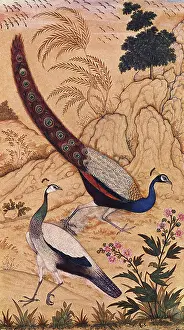 Amidst: Peafowl