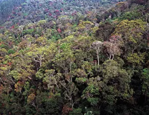Montane: The peak Wilderness, Sri Lanka