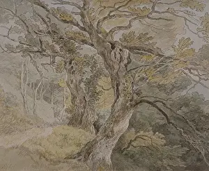 Wove: Peamore Park, nr. Exeter