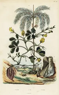 Peanut: Peanut, areca nut palm and Trisidos semitorta