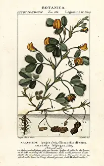 Peanut: Peanut or groundnut, Arachis hypogaea