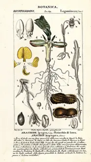 Peanut: Peanut or groundnut, Arachis hypogaea