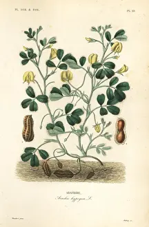 Maubert: Peanut or groundnut, Arachis hypogaea