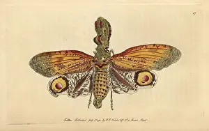 Fulgora: Peanut-headed lanternfly, alligator bug, great