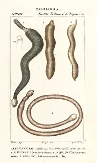 Peanut: Peanut worms, Sipunculus nudus, etc