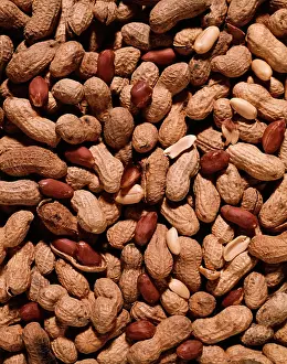 Cotyledon: Whole Peanuts in Shells Overall Pattern