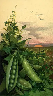 Pods: Peapods in the Sunset