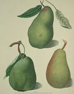 Pyrus: The Pear