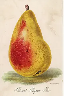 Beurre: Pear - Beurre Clairgeau