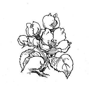 Orchards: Pear Blossom