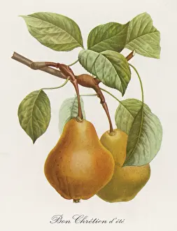 Chretien: PEAR/BON CHRETIEN D'ETE