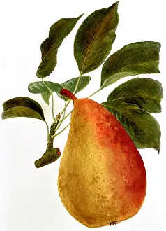 Pyrus: Pear fruit
