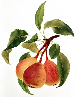 Pyrus: Pear fruit
