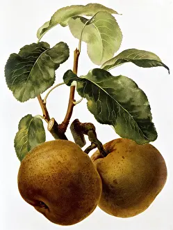 Pyrus: Pear fruit