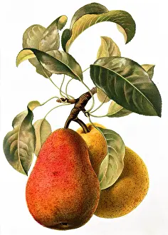 Pyrus: Pear fruit