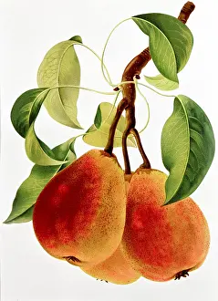 Pyrus: Pear fruit
