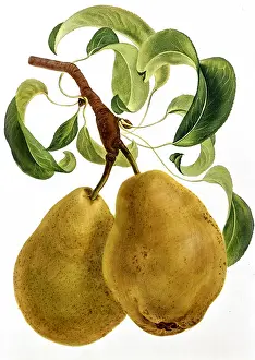 Pyrus: Pear fruit