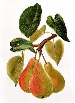 Pyrus: Pear fruit