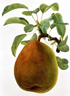 Pyrus: Pear fruit