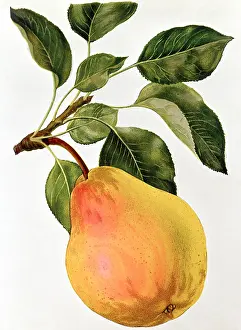 Pyrus: Pear fruit