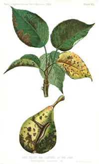 Maculatum: Pear - Fruit - Food - Disease