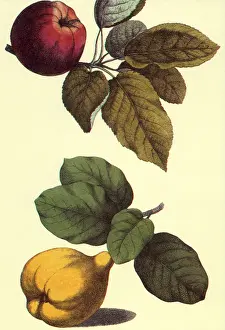 Leafed: Pear and Peach
