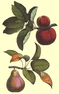 Leafed: Pear and Peach Branches