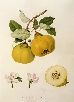 Hooker: Pear-Shaped Quinces