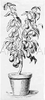 Flowerpot: PEAR TREE IN FLOWERPOT