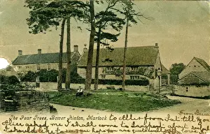 Pear: The Pear Trees, Bower Hinton, Somerset