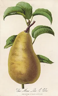 Mons: PEAR/VAN MONS LEON